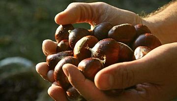 Chestnut from Monte Amiata - Maremma Toscana