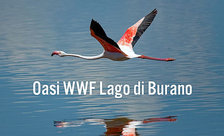 WWF Oase Burano See ☀️ Capalbio