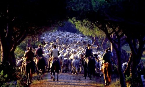 Centro Equitazione Terre Regionali Toscane -  (Grosseto)